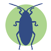 exterminacion de cucarachas