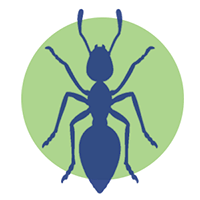 fumigacion de hormigas