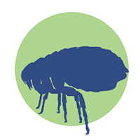 fumigacion de pulgas y garrapatas