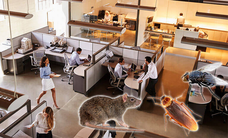 servicio profesional de control de plagas